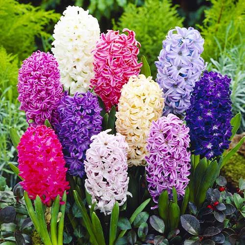 Hyacinth Fragrant Spring Collection - order online directly from Holland
