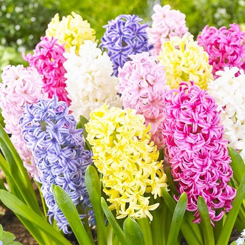 Hyacinth Pastel Collection (15 bulbs)