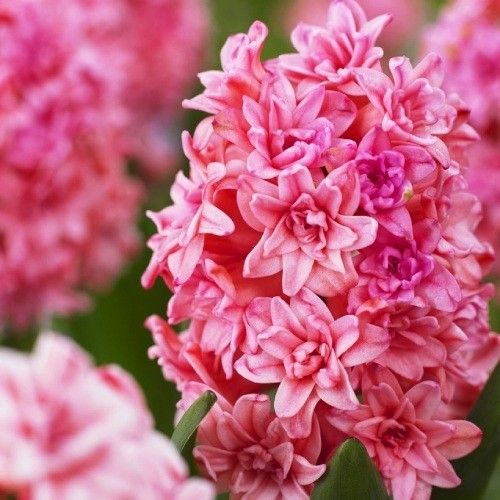 Hyacint (Dubbel flowering) Spring Beauty - direct online bestellen vanuit Nederland