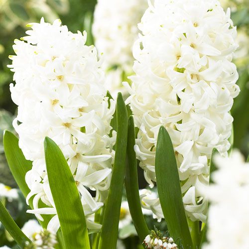 Hyacinth White Pearl - beställ online direkt från Holland