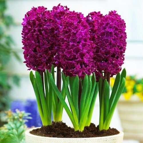 Hyacinth Woodstock - order online directly from Holland