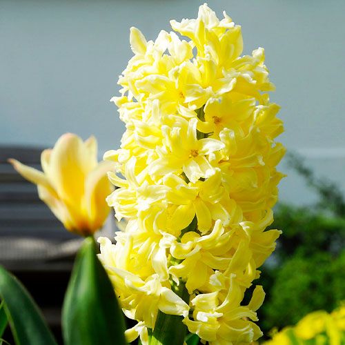 Hyacint Yellow Queen - direct online bestellen vanuit Nederland