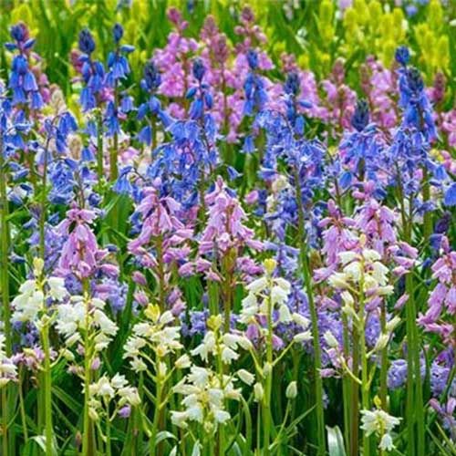 Hyacinthoides hispanica Collection - order online directly from Holland