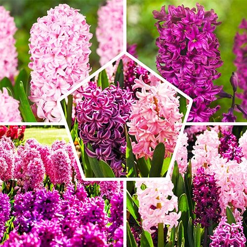 Hyacinths Purple and Pink Collection (15 blubs) - encomendar online diretamente da Holanda