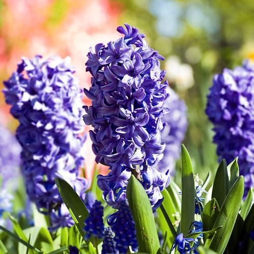 Hyacinth Blue Trophy - order online directly from Holland
