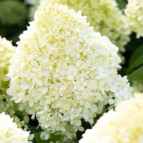 Hydrangea (Hortensia) Paniculata Cotton Cream - order online directly from Holland