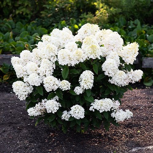 Hydrangea (Hortensia) Paniculata Little Blossom - order online directly from Holland