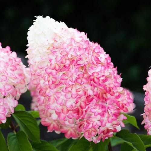 Hydrangea (Hortensia) Paniculata Pink & Rose - order online directly from Holland
