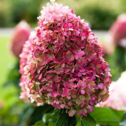 Hydrangea (Hortensia) Paniculata Pinky Promise - comandă online direct din Olanda