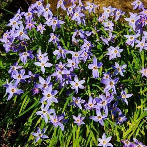 Ipheion uniflorum - order online directly from Holland