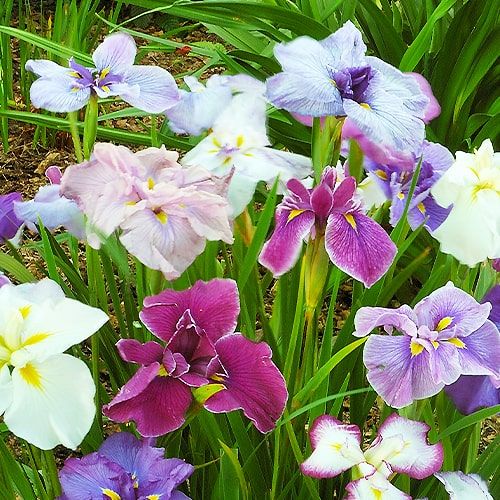 Iris Ensata (Japanese Iris) Breeders Collection - order online directly from Holland