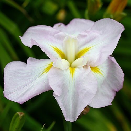 Iris Ensata Lady in Waiting - order online directly from Holland