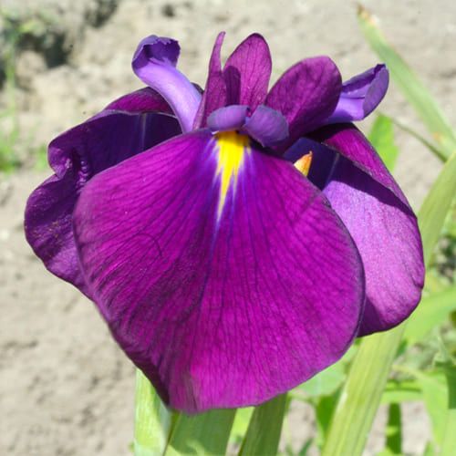 Iris Ensata (Japanese Iris) Varieagata