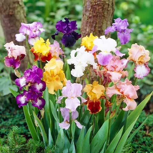 Iris Germanica (Bearded Iris) Collection 5 (plants/coulours) - comandă online direct din Olanda
