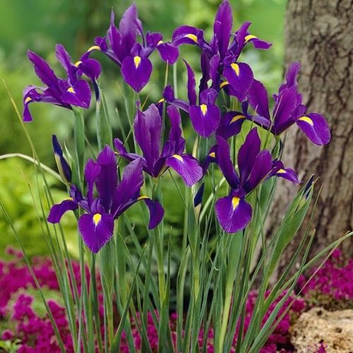 Iris hollandica Purple Paradise