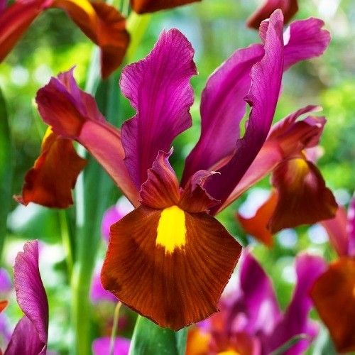 Iris Hollandica Red Ember - order online directly from Holland