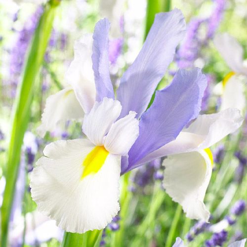 Iris hollandica Silvery Beauty - order online directly from Holland