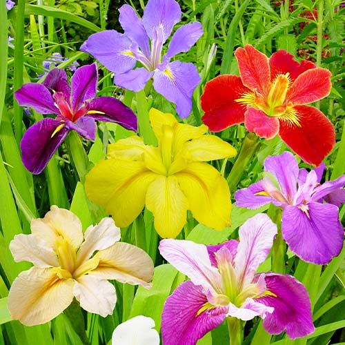 Iris Louisiana Breeders Collection - order online directly from Holland