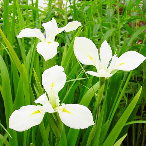 Iris Louisiana Her Highness - order online directly from Holland