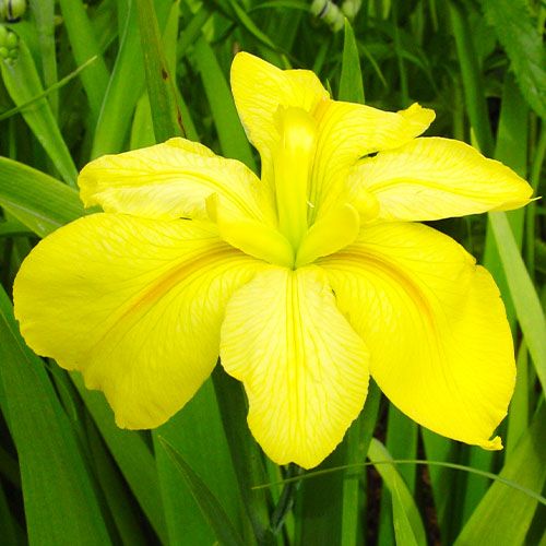 Iris Louisiana Laura Louise - order online directly from Holland