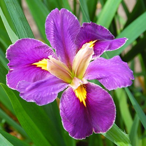 Iris Louisiana Spicy Cajun - ordinare online direttamente dall'Olanda