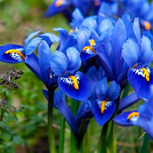Iris Reticulata Harmony - order online directly from Holland