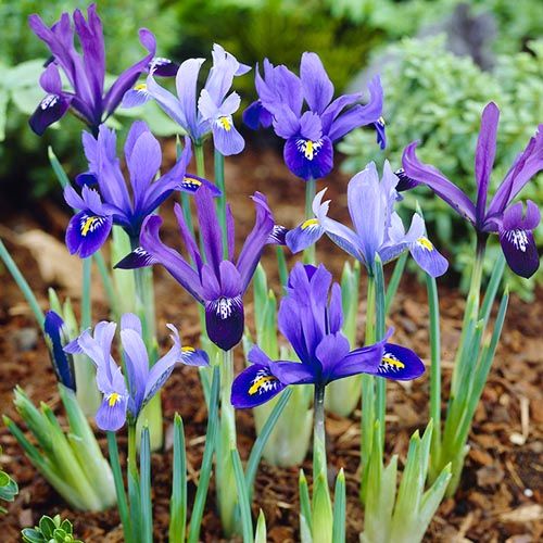 Iris reticulata Mix