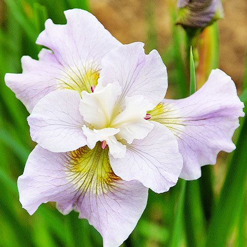 Iris Siberica (Siberian) Dawn Waltz