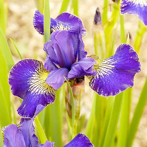 Iris Siberica (Siberian) Golden Edge