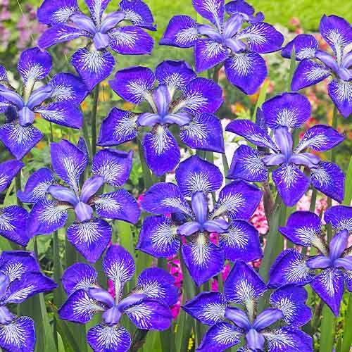 Iris Siberica (Siberian) I See Stars