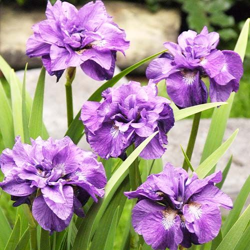 Iris Siberica (Siberian) Imperial Opal - order online directly from Holland