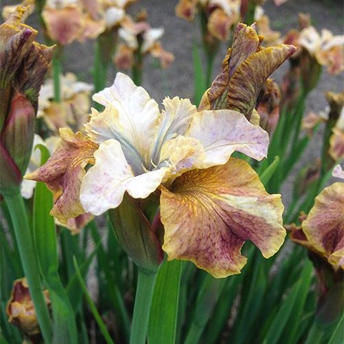 Iris Siberica (Siberian) Jerry Murphy - order online directly from Holland