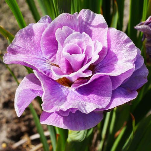 Iris Siberica (Siberian) Pink Parfait - zamów online bezpośrednio z Holandii