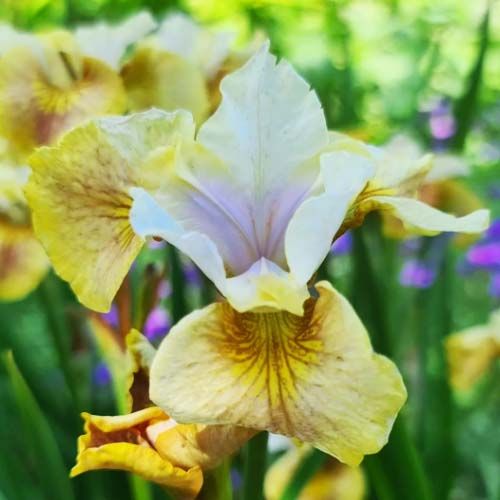 Iris Siberica (Siberian) Colonel Mustard - order online directly from Holland