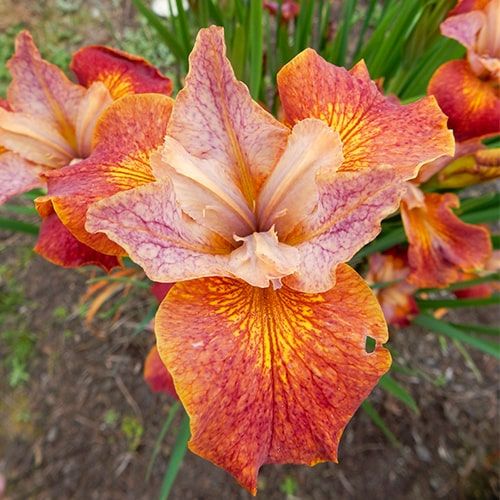 Iris Siberica (Siberian) Paprikash - order online directly from Holland