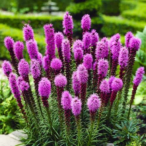 Liatris (spicata) - order online directly from Holland