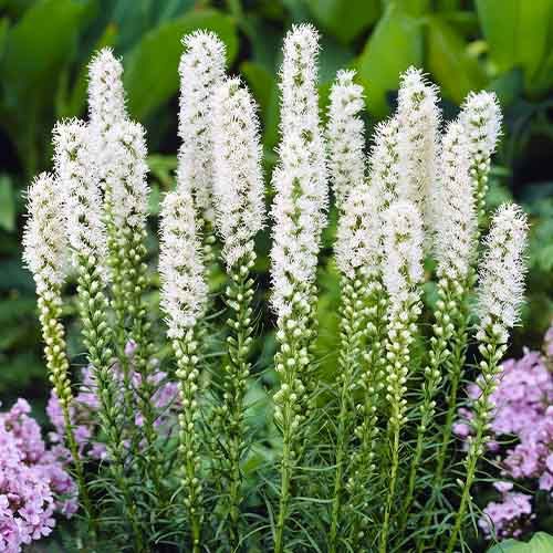 Liatris (spicata) Alba - order online directly from Holland