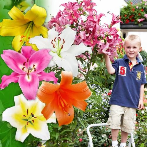 Lily (Lilium) OT-Hybrid (Giant/Tree) Collection - order online directly from Holland