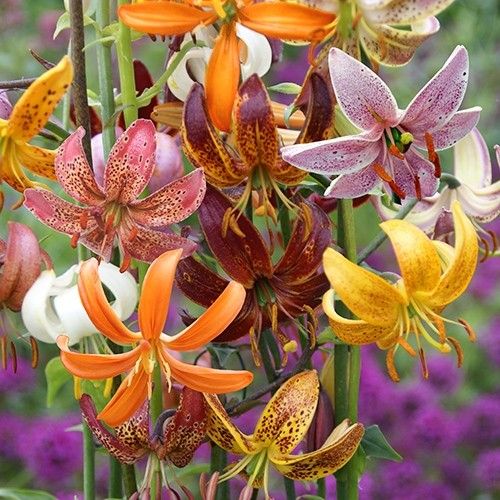 Lily (Lilium) Martagon Collection - order online directly from Holland