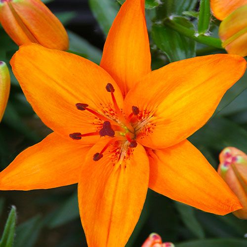 Lily (Lilium) Abbevilles Pride - order online directly from Holland