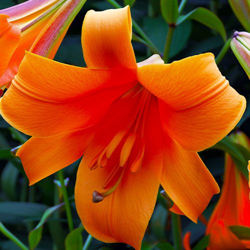 Lily (Lilium) African Queen - order online directly from Holland