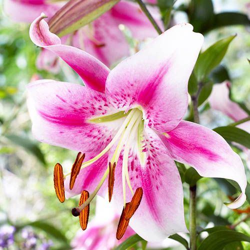 Lily (Lilium) Anastasia - order online directly from Holland
