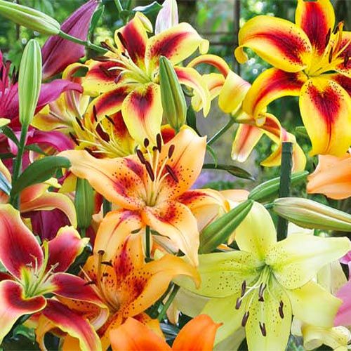 Lily (Lilium) AOA-Hybrid Collection - order online directly from Holland