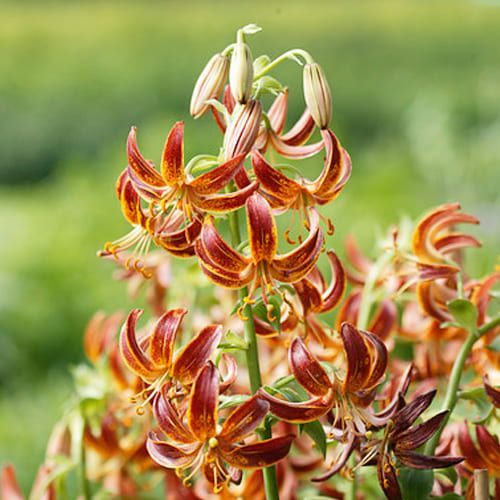 Lily (Lilium) Arabian Knight - order online directly from Holland