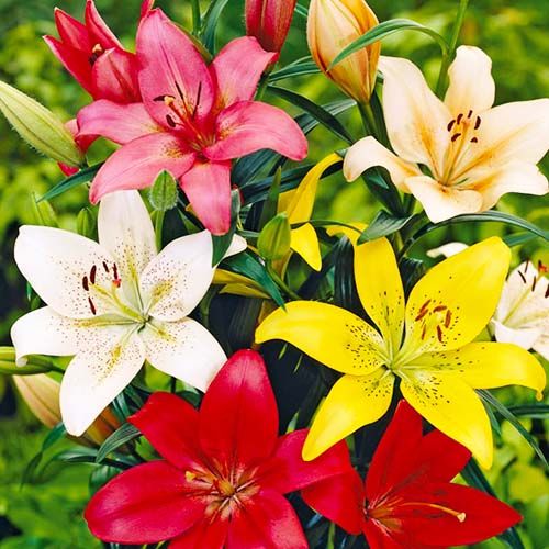Lily (Lilium) Asiatic Collection - order online directly from Holland