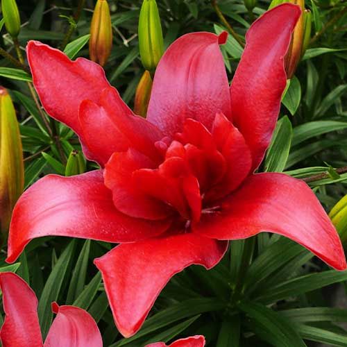 Lily (Lilium) Bald Eagle - order online directly from Holland