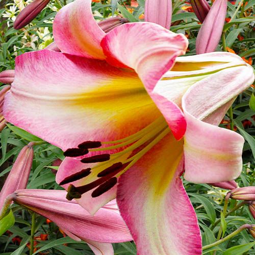 Lily (Lilium) Beijing Moon - order online directly from Holland
