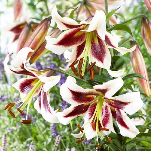 Lily (Lilium) Beverly Dreams - order online directly from Holland