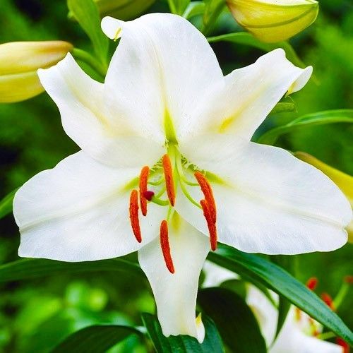 Lily (Lilium) Casa Blanca - order online directly from Holland