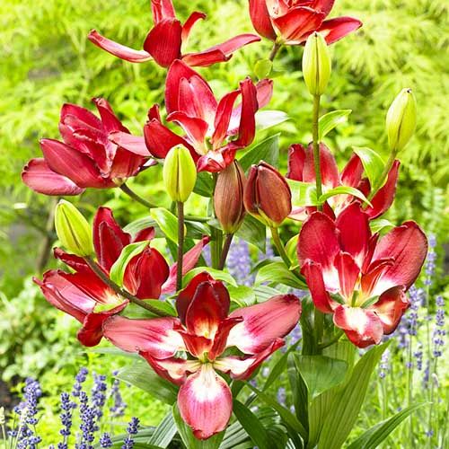 Lily (Lilium) Double Sensation - order online directly from Holland